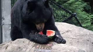 Animals enjoying watermelons [upl. by Ammadis330]