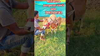 Minitur punganur cows for sale cow love pets miniature world punganurminiature 7993104742 [upl. by Sholes81]