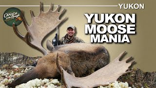 Exciting Moose Mania in the Yukon  Canada in the Rough [upl. by Nerol]