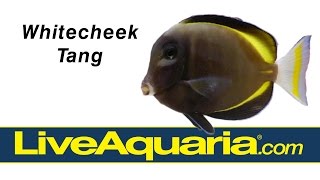 Whitecheek Tang Acanthurus nigricans  LiveAquariacom [upl. by Uzzi]