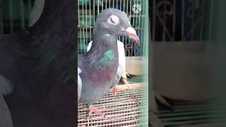 Indian pegion and dove tamil shortvideo pets birds chillcritters [upl. by Goldia389]