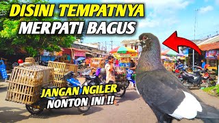 😱DISINI TEMPATNYA MERPATI BAGUS  GREBEK PASAR BURUNG MERPATI ENDEMIK GETAKAN JAWA TIMUR roniid [upl. by Anuska]