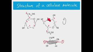 AS Biology  The structure of cellulose [upl. by Vinay]