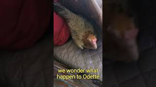 this chicken acted weird  watch till the end the reason behind funny reels asmr pets chicken [upl. by Gerbold]