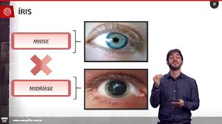 Anatomia e fisiologia dos olhos  Aula SanarFlix [upl. by Moon]