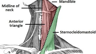 TRIANGLES OF NECKANATOMYHEAD AND neck INTRODUCTION AND SUBDIVISION PART 1  IN TAMIL [upl. by Okikuy]