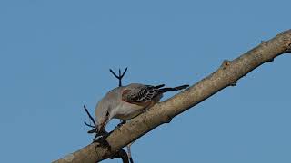 Scissortailed Flycatcher in Massachusetts  Rare Sighting [upl. by Nylesor]