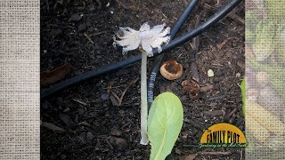 How did I get mushrooms growing in my raised bed garden [upl. by Kyl]