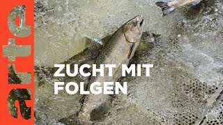 Schmutziger Lachs  Mit offenen Daten  ARTE [upl. by Stoops]