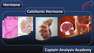 E10 Calcitonin Hormone هرمون الكالسيتونين [upl. by Boulanger]