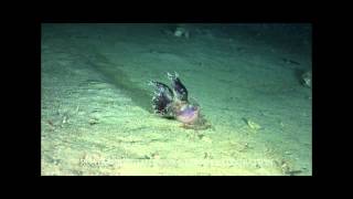 Unusual deep sea creatures filmed between 4002100 feet Roatán Honduras [upl. by Togram180]