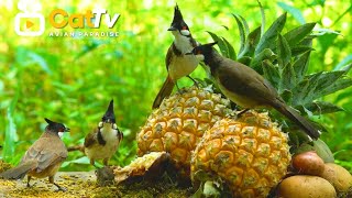 NO ADS TV for Cats 🕊️ Bird Buffet in the Beautiful Garden 🐿️ Cat Entertainment 4K HDR [upl. by Einuj]