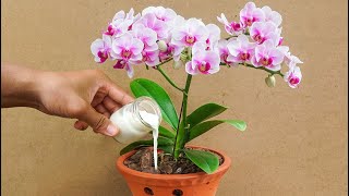 Orchids explode after being watered with this [upl. by Etolas279]