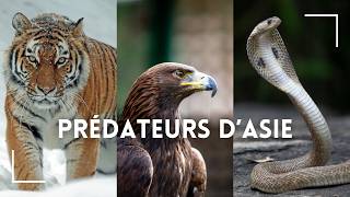 Découvrez les Prédateurs les Plus Redoutables dAsie [upl. by Lupiv]