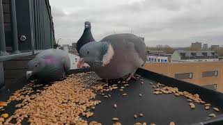 Wood Pigeon With Feral Pigeon Eating Seeds Together [upl. by Durham]