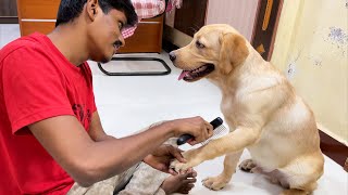 Hair fall of my Labrador puppy  Control measures to reduce dog hair shedding  Little John [upl. by Slayton]