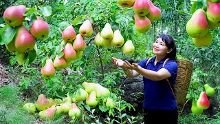 How to Harvest Pear goes To Market Sell  Harvesting and Cooking Tieu Vy Daily Life [upl. by Etnovaj819]