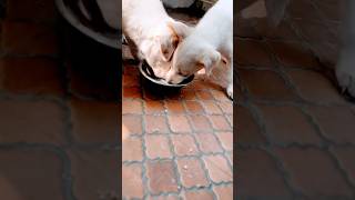 Milking puppys dog puppy milking ytshorts trending viralvideo viralshorts dogshorts love [upl. by Tiffie]