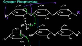 Glycogen Phosphorylase Function and Mechanism [upl. by Gipps]