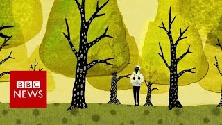 How trees secretly talk to each other  BBC News [upl. by Hunley]