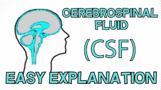 Cerebrospinal Fluid CSF explained in 3 Minutes  Function Composition Circulation [upl. by Gardol184]