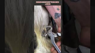 HORSE CHESTNUT TRIMMING ASMR satisfying horse equinehealth horsecare satisfying shorts [upl. by Azyl23]