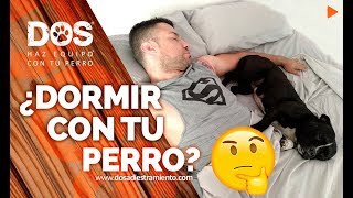 ¿Es malo DORMIR con el PERRO en la CAMA 💤🐺👨🏻💤 Adiestramiento canino [upl. by Werdna581]