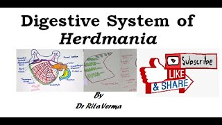 Digestive system of Herdmania Digestive Glands BScsecond year [upl. by Attenor]