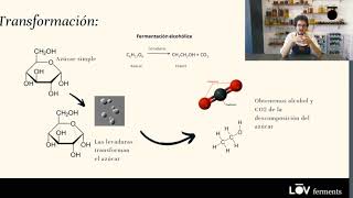 Fermentaciones alcohólicas Entiende que pasa cuando haces vino o cerveza [upl. by Netsyrk]