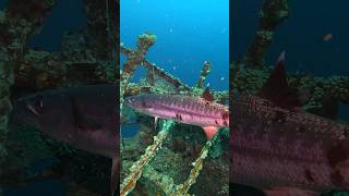 Barracuda on the USS Oriskany scubadiving barracuda offshore scuba diver fish ocean fishing [upl. by Airelav]