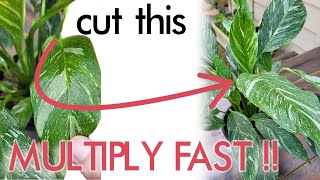 Easy amp FAST Propagate Your Peace Lily Both Regular amp Variegated into DOZENS of NEW Plants [upl. by Rehpotsrik]