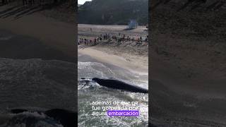 Un joven rorcual desvivido en la playa ciencia shorts animales biologia ballenas ecology [upl. by Alamat]