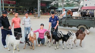 Use 3wheeled Vehicle To Buy Farmers Goat Herd Transport Goats Go To Market Sell  Free Bushcraft [upl. by Yttam30]