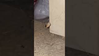 Cellar Spider vs Huge Moth [upl. by Altis511]