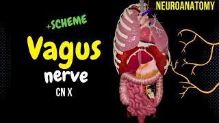 CN 10 Vagus Nerve EASY Schemes  Animation [upl. by Hallette412]