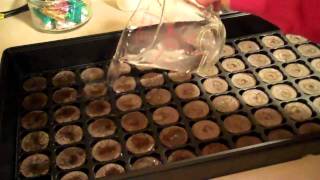 starting seeds indoors peat moss pots [upl. by Sommers860]