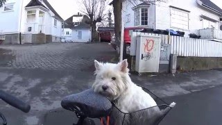 Westie Dog On The Bike [upl. by Aydne213]