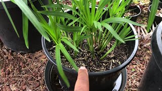 Growing UMBRELLA PAPYRUS collected  Cyperus Alternifolius  Umbrella Palm [upl. by Aihsila]