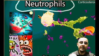 High Neutrophil count vs Low neutrophil count [upl. by Danae205]