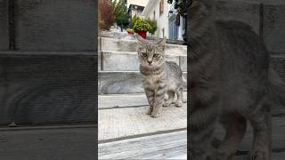 Oggi croccantini per tutti gatti e cani una bella domenica tra i gatti di Delfi storyhunterstv [upl. by Naitsirhk]