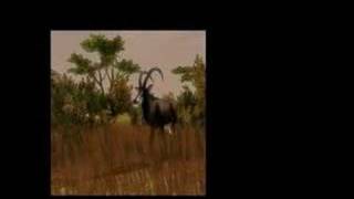 Cabelas African Safari  Xbox 360 [upl. by Plotkin]