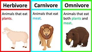 Carnivore Herbivore And Omnivore  KS1 Year 1 Science  STEM Home Learning [upl. by Aelgna]