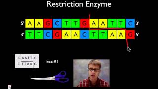 Molecular Biology [upl. by Adnoluy]