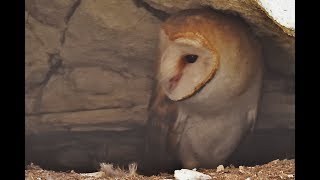 Barn owl Tyto alba Ανθρωποπούλι  Τυτώ  Cyprus [upl. by Leakcim]