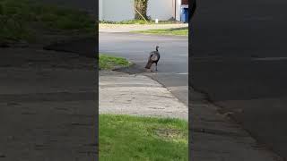 Wild turkey taking a stroll spring 2024 [upl. by Biddy620]