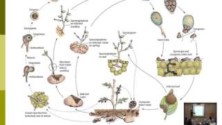 Lecture 15  Phytophthora Diseases  Dr  Rana Samara [upl. by Clein]