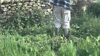 Strimming the Nettles amp Weeds on the Hay Meadow for use in the Compost Heap [upl. by Sigismund833]