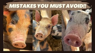 Duroc Berkshire Pigs  Seven Tips for New Pig Owners [upl. by Idnas9]