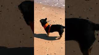 Lovely beach day in Blackwater Co Wexford last Summer dog dogs doglover beach [upl. by Ahsiekim]