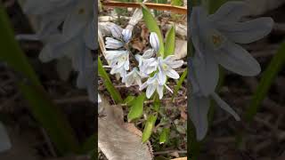 Puschkinia starting blooming in my garden  March 2024 [upl. by Sheelagh]